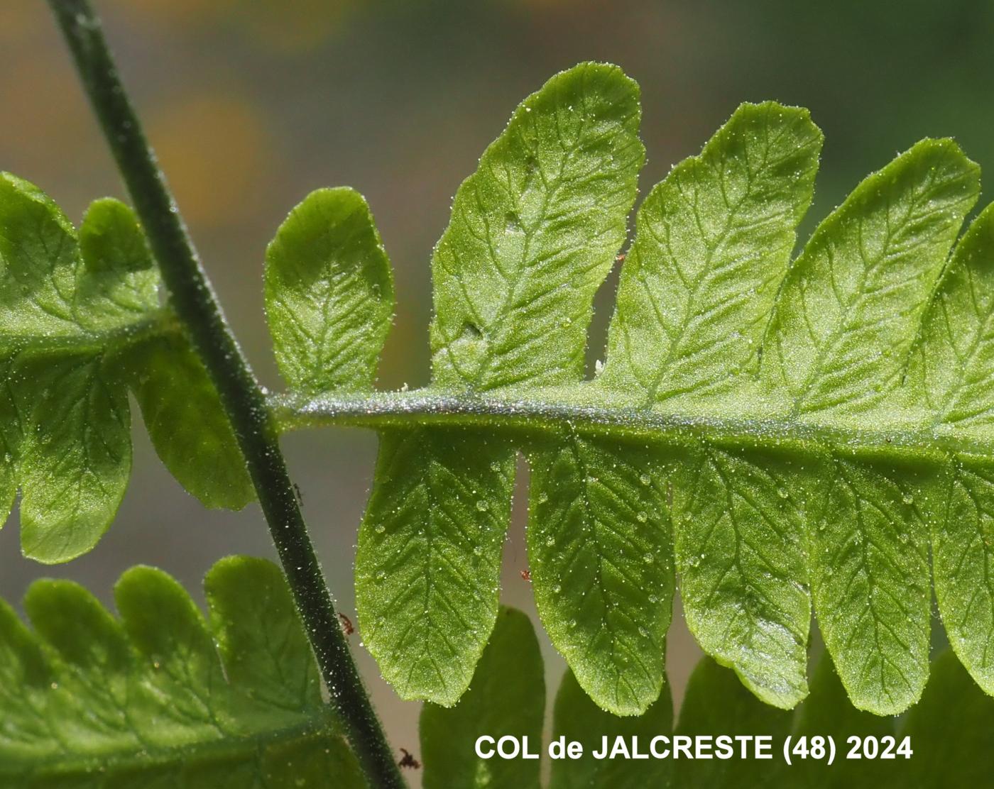 Fern, Oak flower